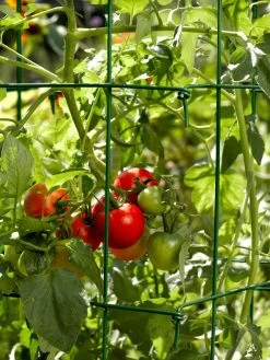 Tomato Cages, Set Of 4 -Green Haven Shop 34182 588 tif