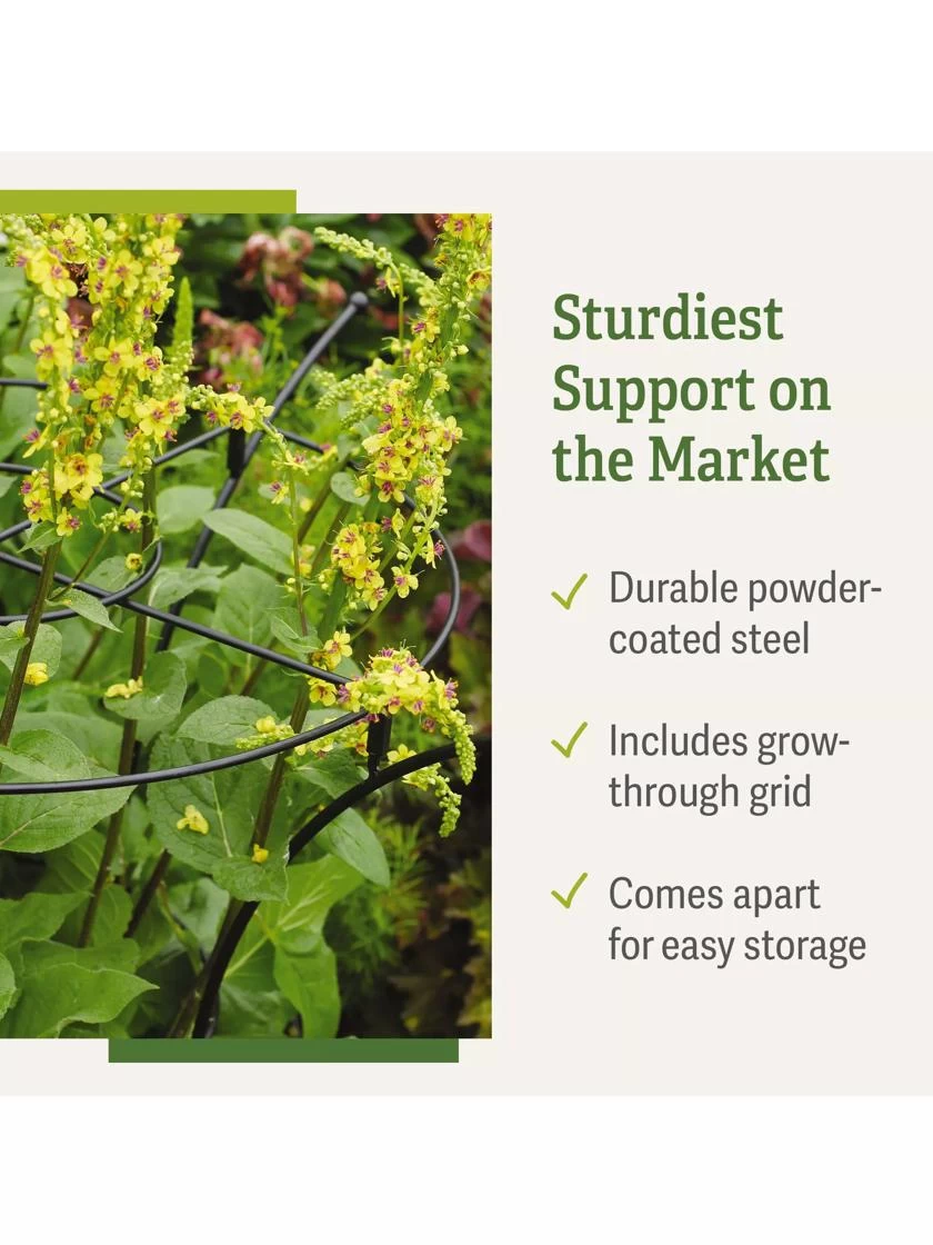 Essex Plant Supports 7 Essex Plant Supports - Image 7