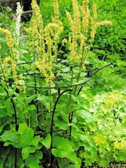 Essex Plant Supports 11 Essex Plant Supports -Green Haven Shop 37423 200 tif