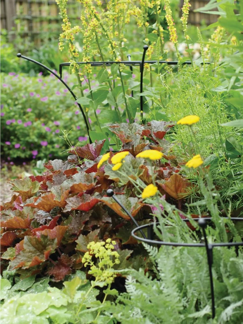 Essex Plant Supports 3 Essex Plant Supports - Image 3