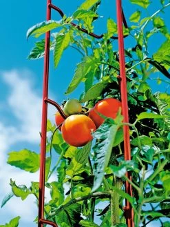 Tomato Ladders, Set Of 3 -Green Haven Shop 38185 003E tif