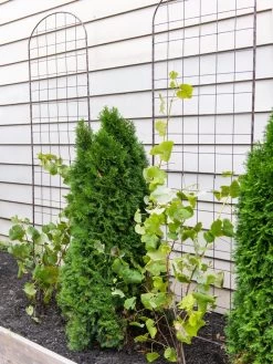 Jardin Flower Trellis 5 Jardin Flower Trellis -Green Haven Shop 38689 6002 tif