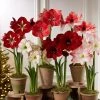 Premium Amaryllis Bulb