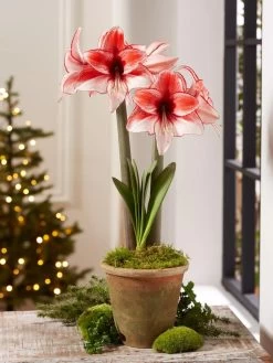 Premium Amaryllis Bulb -Green Haven Shop 39 733 Charisma 2021 08 tif
