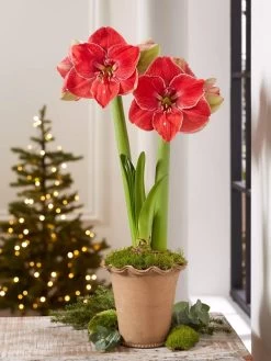 Premium Amaryllis Bulb -Green Haven Shop 39 733 MagicalTouch 2021 10 tif