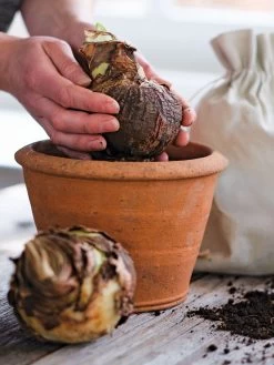 Amaryllis Planting Kit -Green Haven Shop 39 733 bagged 2020 05000