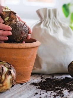 Premium Amaryllis Bulb -Green Haven Shop 39 733 bagged 2020 05000 tif