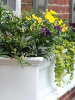 Fairfield Self-Watering Window Box, 4’ 12 Fairfield Self-Watering Window Box, 4’ -Green Haven Shop 39345 102V tif
