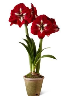 Premium Amaryllis Bulb -Green Haven Shop 39733 2020 2002 silo tif