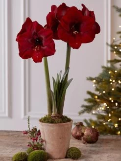 Premium Amaryllis Bulb -Green Haven Shop 39733 2020 2004 tif