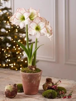 Premium Amaryllis Bulb -Green Haven Shop 39733 2020 2006 tif