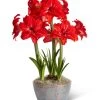 Double Delicious Potted Amaryllis Trio