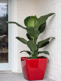 Viva Square Self-Watering Rolling Planter, 20" Diameter, Set Of 2 -Green Haven Shop 3 4 crop 8612930 0032 tif