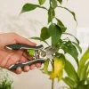 Houseplant Pruner
