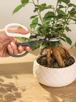 Japanese Pruning Scisssors 14 Japanese Pruning Scisssors -Green Haven Shop 3 4 crop 8612968 0087