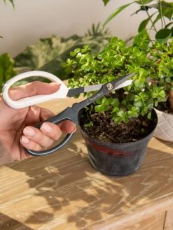 Japanese Pruning Scisssors 12 Japanese Pruning Scisssors -Green Haven Shop 3 4 crop 8612968 0092