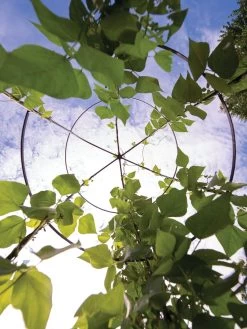 Jardin Tower -Green Haven Shop 3 4 crop 8612997 0033