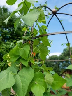 Jardin Tower -Green Haven Shop 3 4 crop 8612997 0058