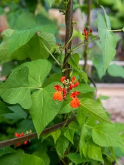 Jardin Tower -Green Haven Shop 3 4 crop 8612997 0059