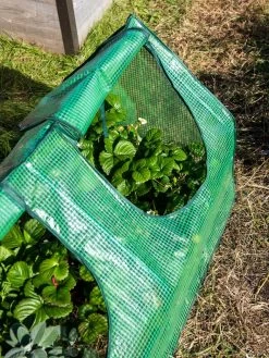 Multi Cloche -Green Haven Shop 3 4 crop 8613213 0240