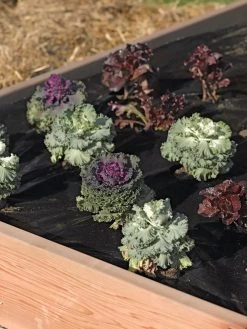 Easy-Plant Weed Block Mulch -Green Haven Shop 40356 219 tif