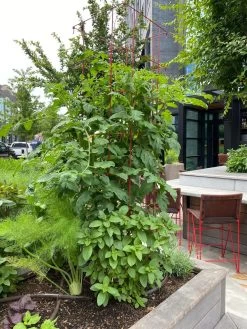 Tomato Towers, Set Of 2 -Green Haven Shop 8587041 01IN tif