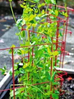 Expandable Pea Trellis -Green Haven Shop 8587061 100 tif