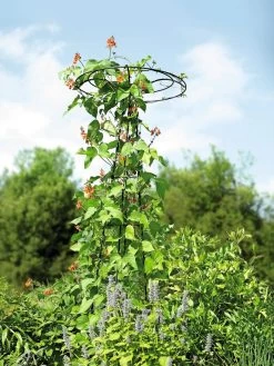 Essex Tuteur, 78" -Green Haven Shop 8587861 4160 tif