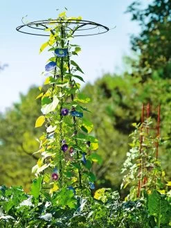 Essex Tuteur, 78" -Green Haven Shop 8587861 5028 tif