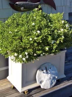 Fairfield Self-Watering Patio Planters, 20” X 36” -Green Haven Shop 8588417 208V tif