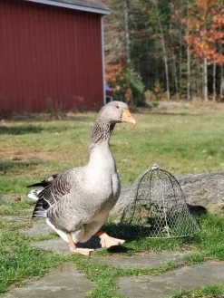 Chicken Wire Cloche -Green Haven Shop 8590210 01IN tif