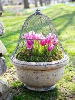 Chicken Wire Cloche -Green Haven Shop 8590210 021 tif