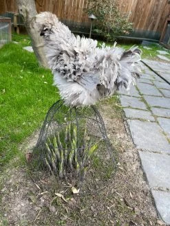 Chicken Wire Cloche -Green Haven Shop 8590210 02CUST tif