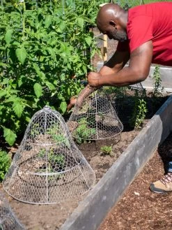 Chicken Wire Cloche With Extension -Green Haven Shop 8590210 0442 tif