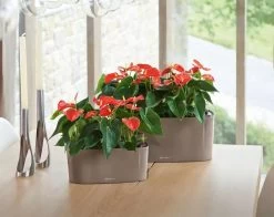 Lechuza® Delta Self-Watering Windowsill Planters -Green Haven Shop 8590298 04V tif