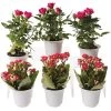 Flowering Terrarium Plant Collection, Set Of 6