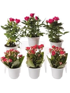 Flowering Terrarium Plant Collection, Set Of 6
