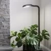 Agrobrite Floor Plant Lamp