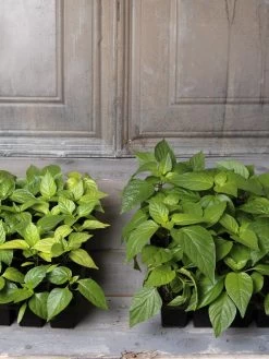 Organic Seed Starting Mix, 6 Quarts -Green Haven Shop 8592212 002E tif 1