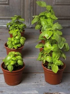 Organic Self-Watering Potting Mix, 20 Qts. -Green Haven Shop 8592212 3979 001E tif 3