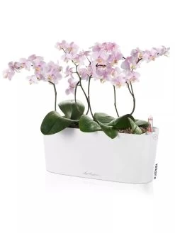 Lechuza® Delta Self-Watering Windowsill Planters -Green Haven Shop 8592361 02V tif
