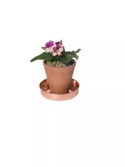Extra Small Round Copper Plant Tray, 8" -Green Haven Shop 8593528 2922 tif