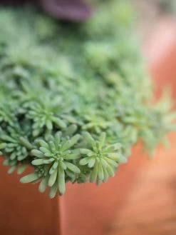 Tall Rectangular Copper Plant Tray, 18" X 5" X 4" -Green Haven Shop 8593534 4601 tif