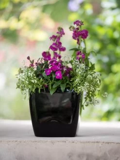 Viva Square Self-Watering Planter, 7" Diameter -Green Haven Shop 8595223 1107 tif