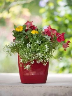 Viva Square Self-Watering Planter, 7" Diameter -Green Haven Shop 8595223 1111 tif