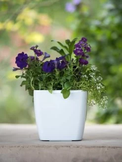 Viva Square Self-Watering Planter, 7" Diameter -Green Haven Shop 8595223 1118 tif