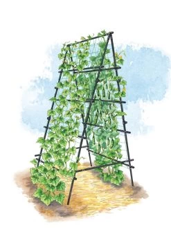 Titan A-Frame Trellis -Green Haven Shop 8595755 TitanAFrame art tif