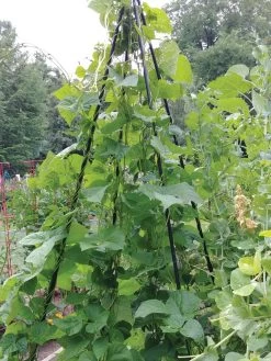 Titan Teepee Trellis -Green Haven Shop 8595757 01EMP tif