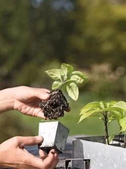 Galvanized Seed Starting Tray -Green Haven Shop 8595893 4378 tif