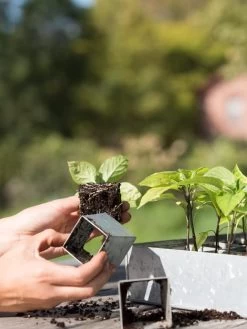 Galvanized Seed Starting Tray -Green Haven Shop 8595893 4382 tif
